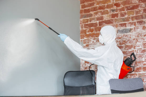Best Emergency Mold Remediation  in Shelburne Falls, MA